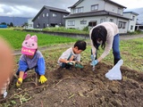 さつまいも収穫体験